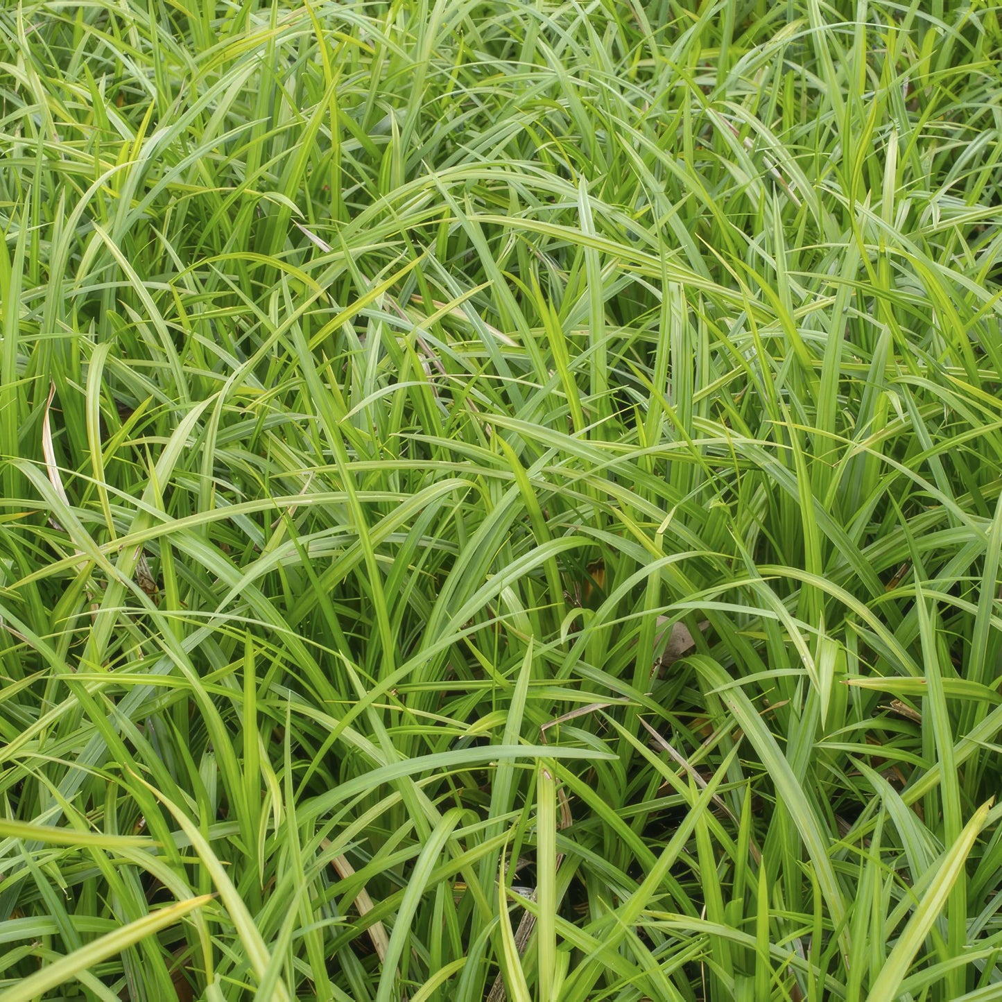 🌿 Carex ‘Irish Green’ – Wintergroene Bodembedekker (24 stuks)