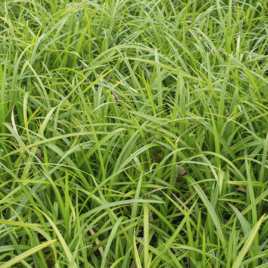 🌿 Carex ‘Irish Green’ – Wintergroene Bodembedekker (24 stuks)
