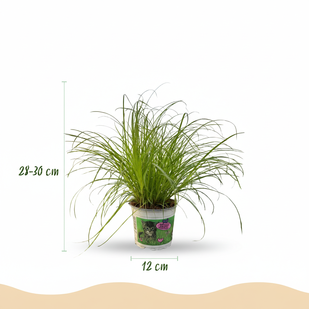 🌿 Cyperus alternifolius ‘Zumula’ – Kattengras | (4 stuks)