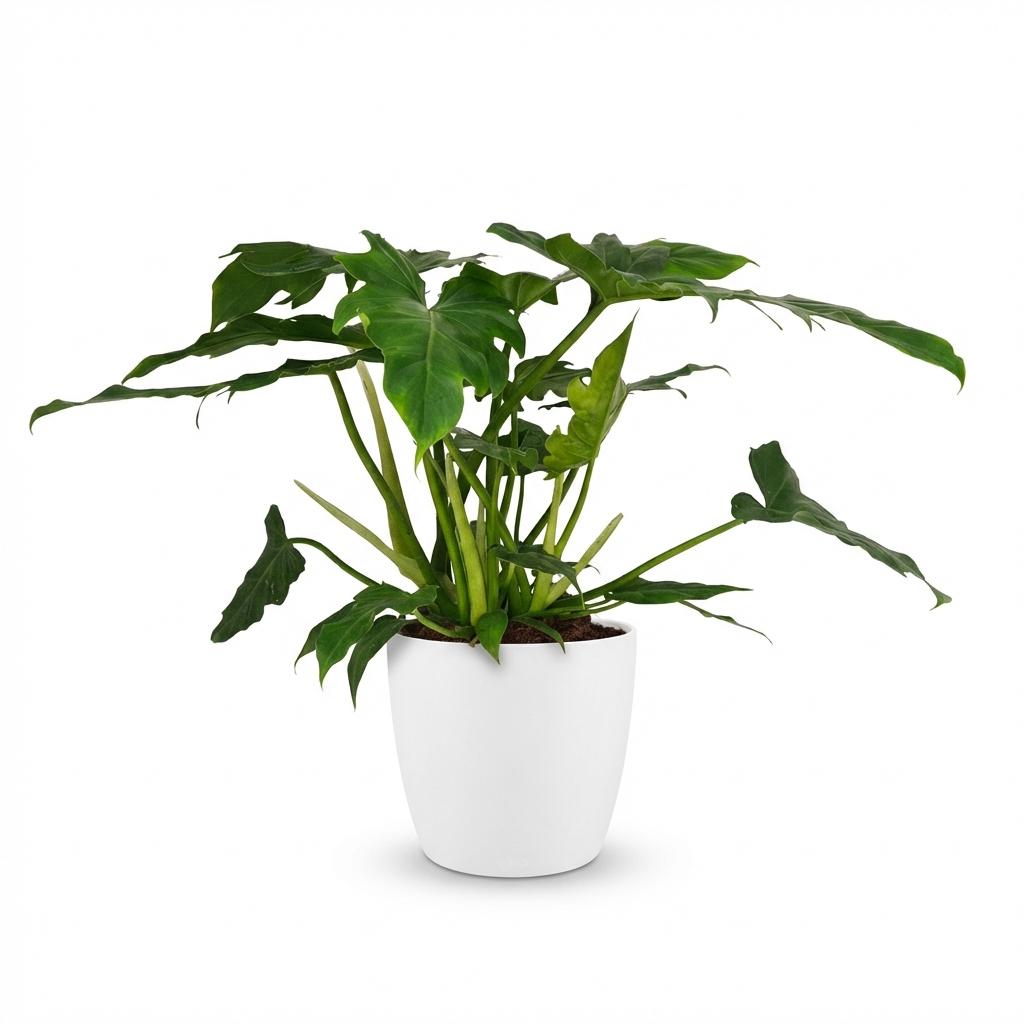 🌿 Philodendron ‘Lacerum’ | Tropische Blikvanger met Witte Pot