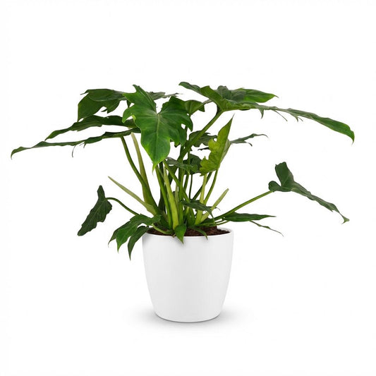 🌿 Philodendron ‘Lacerum’ | Tropische Blikvanger met Witte Pot