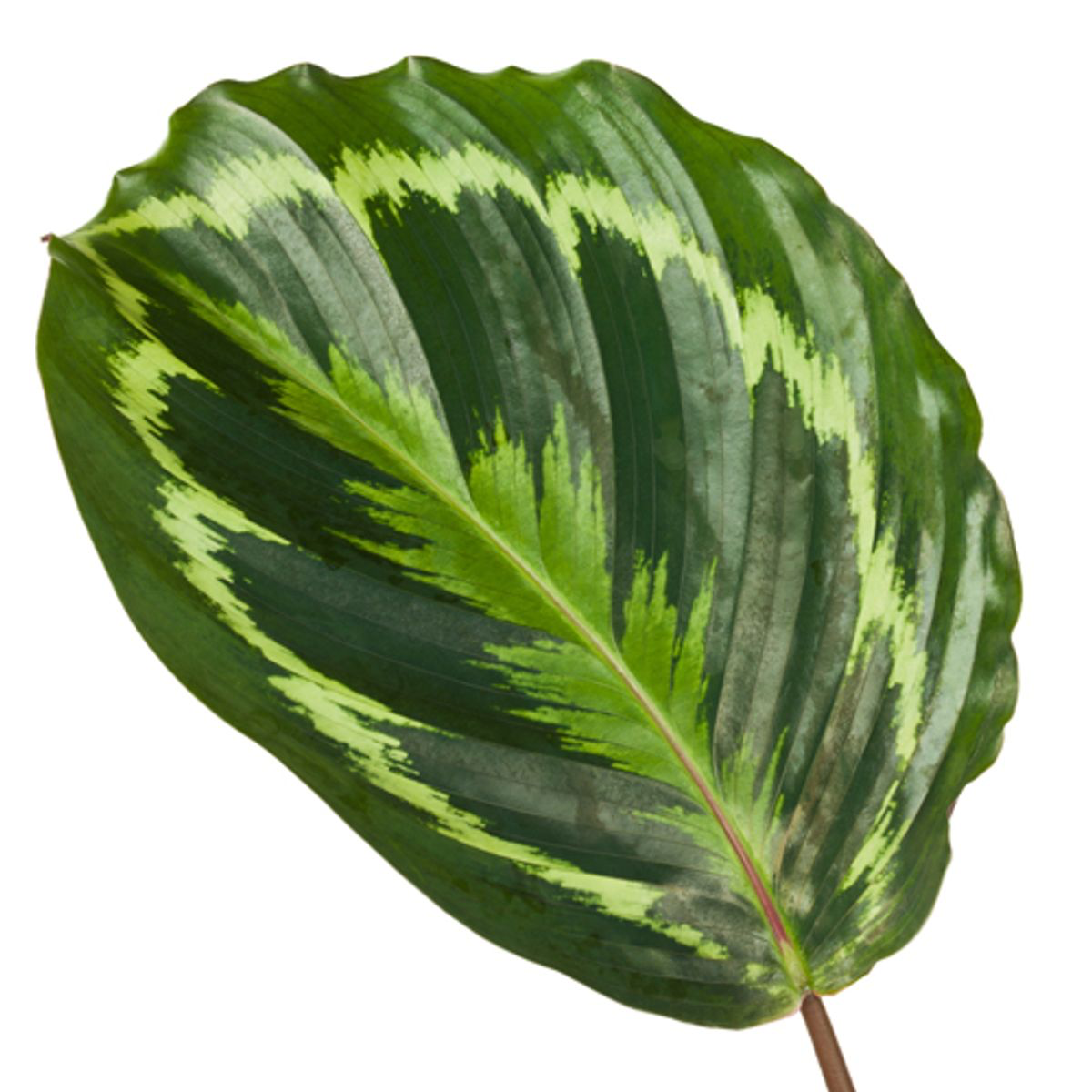 🌿 Calathea Medallion – Tropische Sierplant ✨