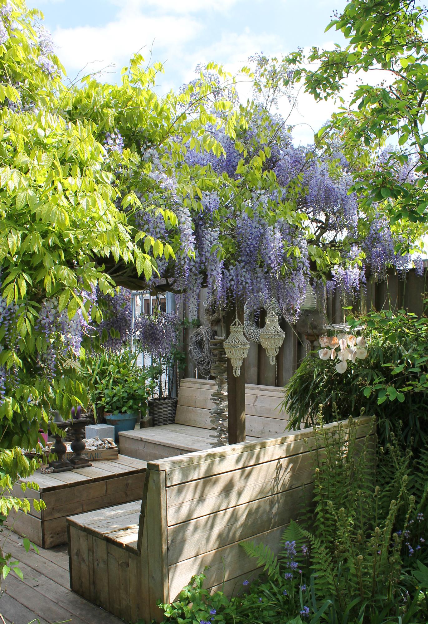 💜 Wisteria sinensis ‘Caroline’ – Blauwe Regen | (2 stuks)