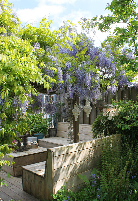 💜 Wisteria sinensis ‘Caroline’ – Blauwe Regen | (2 stuks)