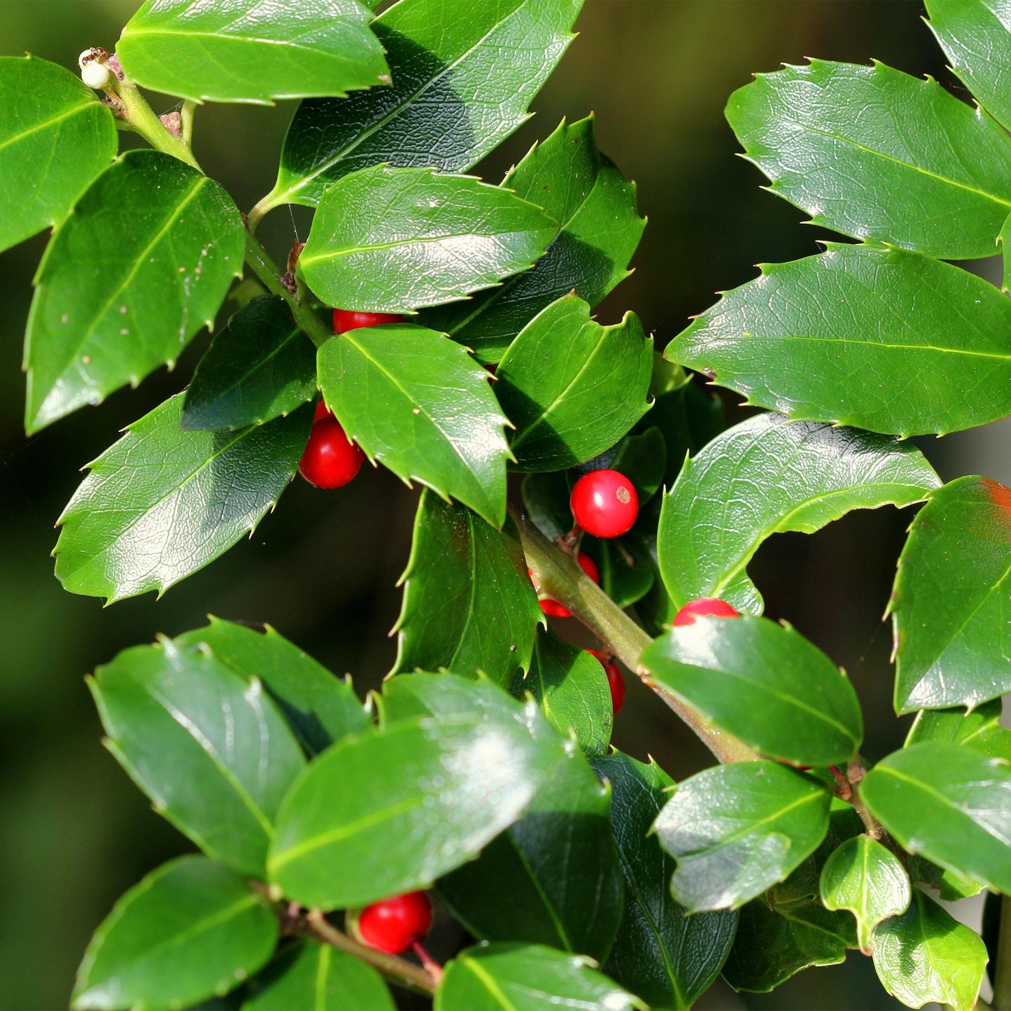 🌿 Ilex Blue Maid | Groenblijvende Haagplant (8 Stuks)
