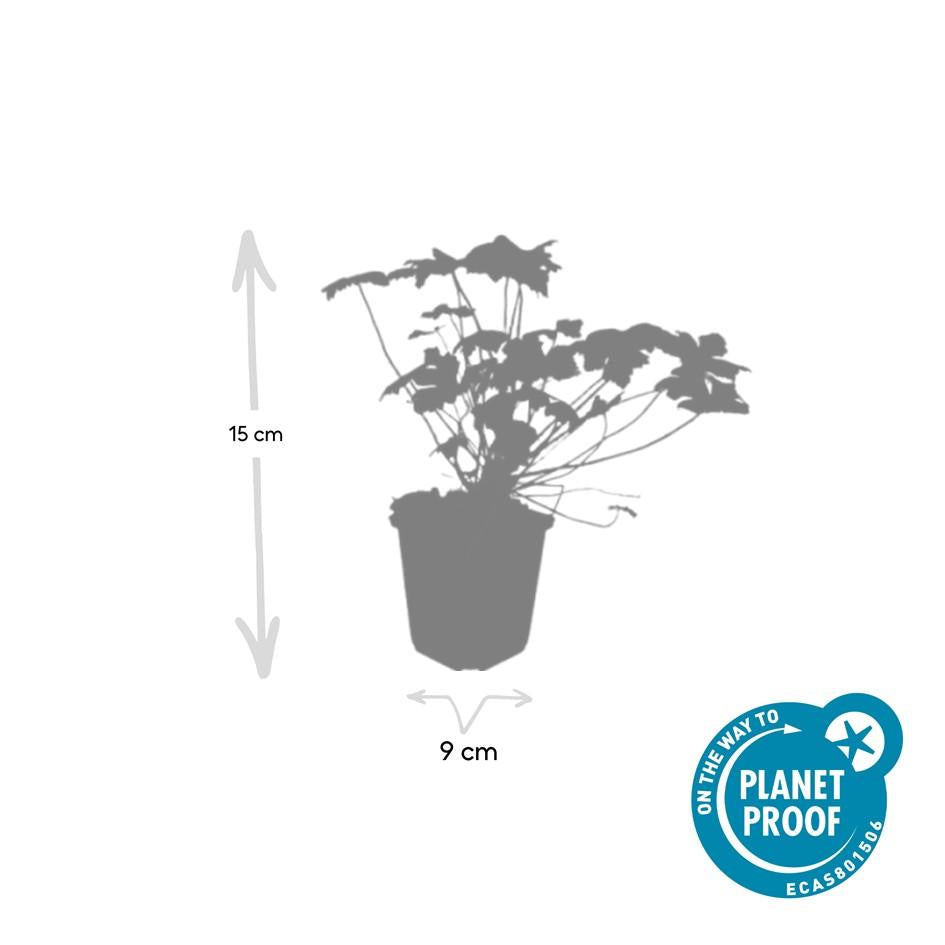 🌸 Geranium macrorrhizum ‘Czakor’ – Winterharde Geurende Bodembedekker (6 stuks)