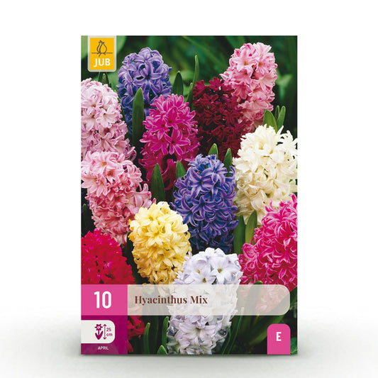 🌸✨ Hyacint Mix – Kleurrijke Voorjaarsboost 10 stuks)