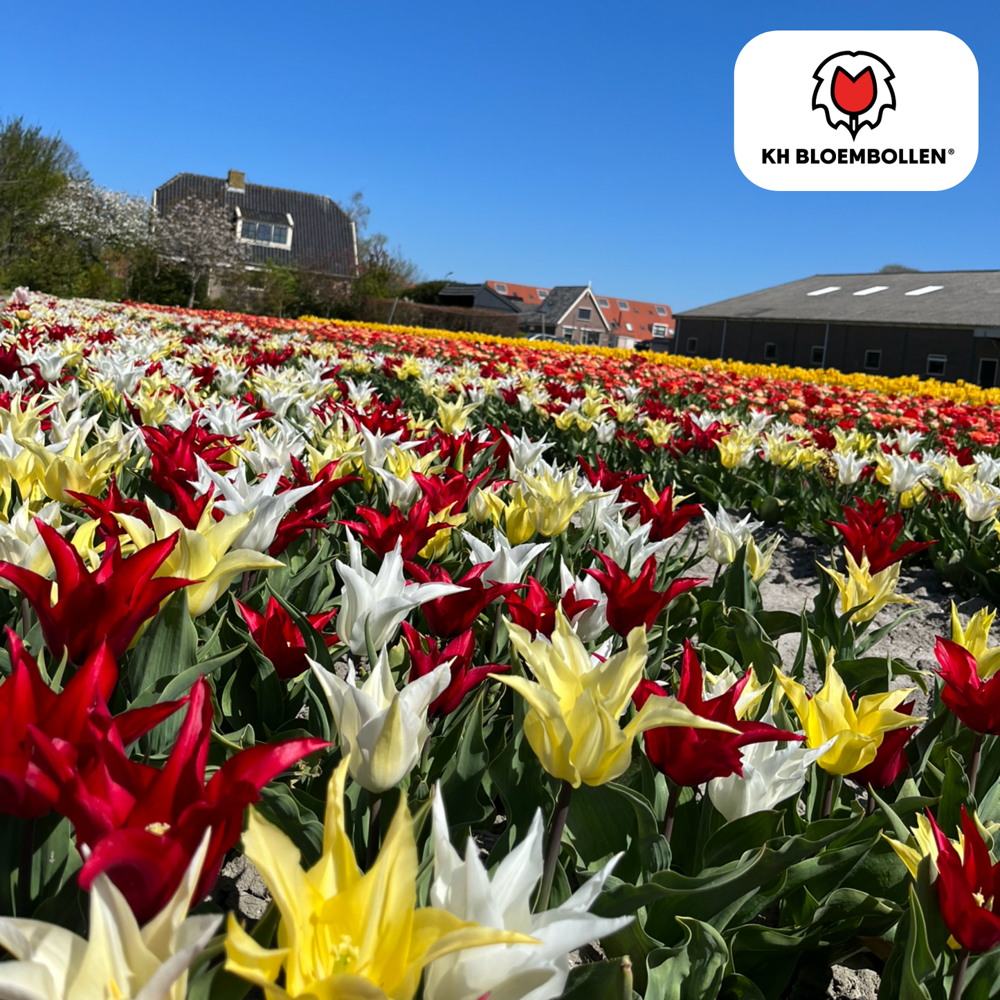 🌷 Tulpenbollen ‘Tres Chic Mix’ – Rood, Geel & Witte Tulpen (20 Stuks)