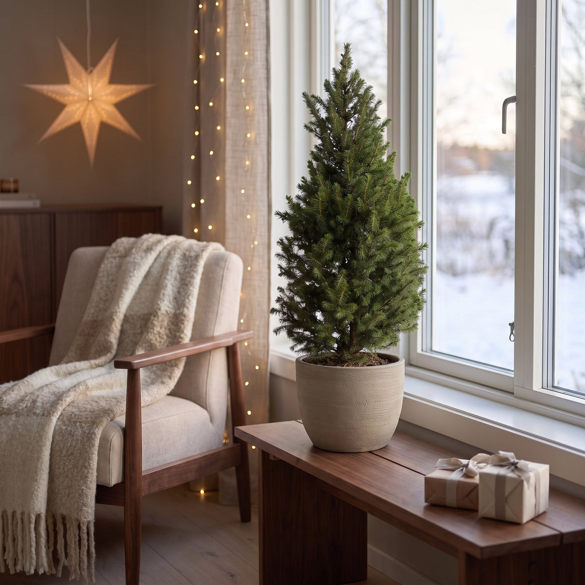 🎄 Picea glauca ‘Conica’ – Groene kegelspar voor een sfeervolle kerst