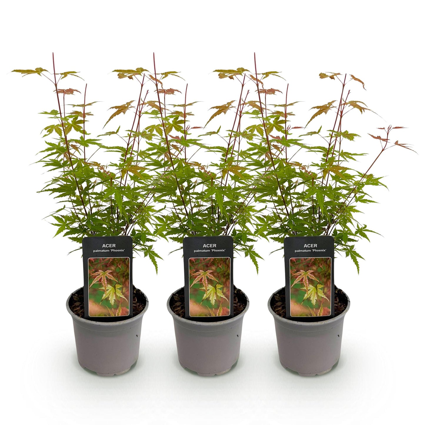 🍁 Acer palmatum ‘Phoenix’ – Japanse Esdoorn Roze (3 stuks)