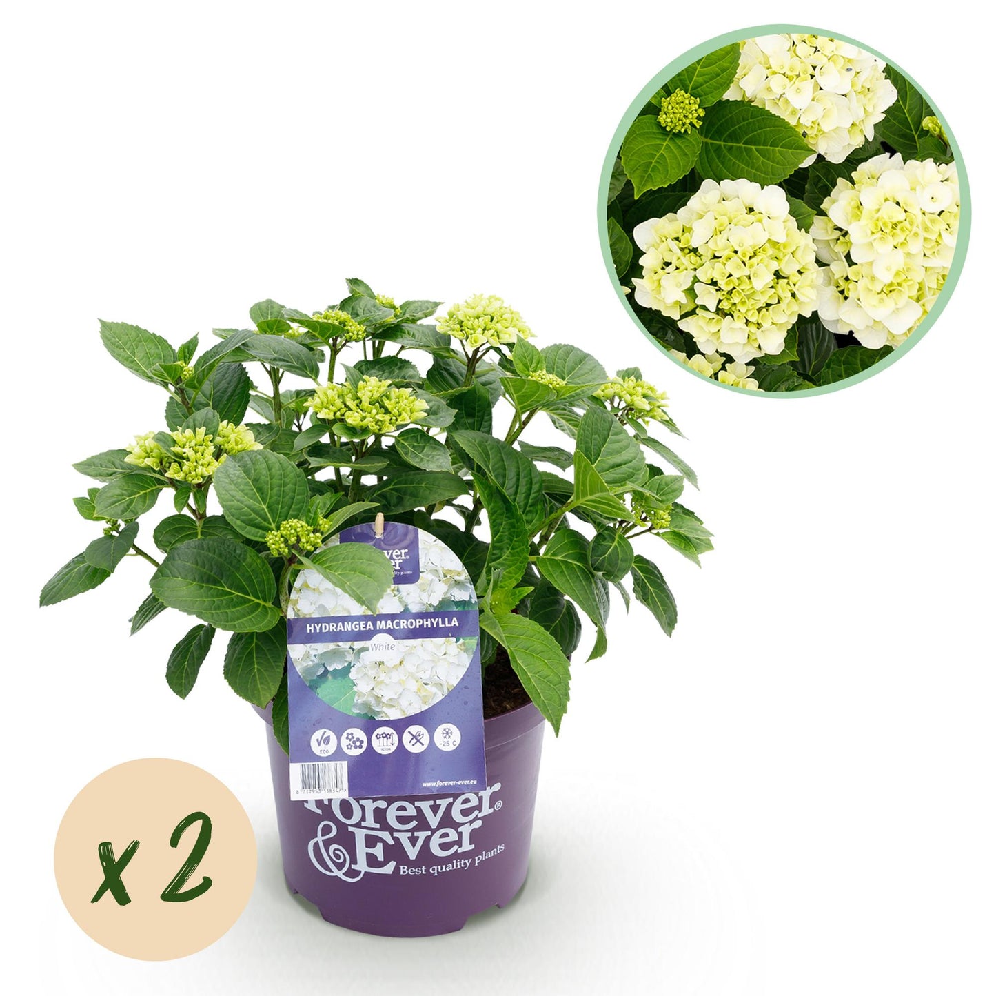 🤍 Hydrangea Forever & Ever Wit – Hortensia | (2 stuks)