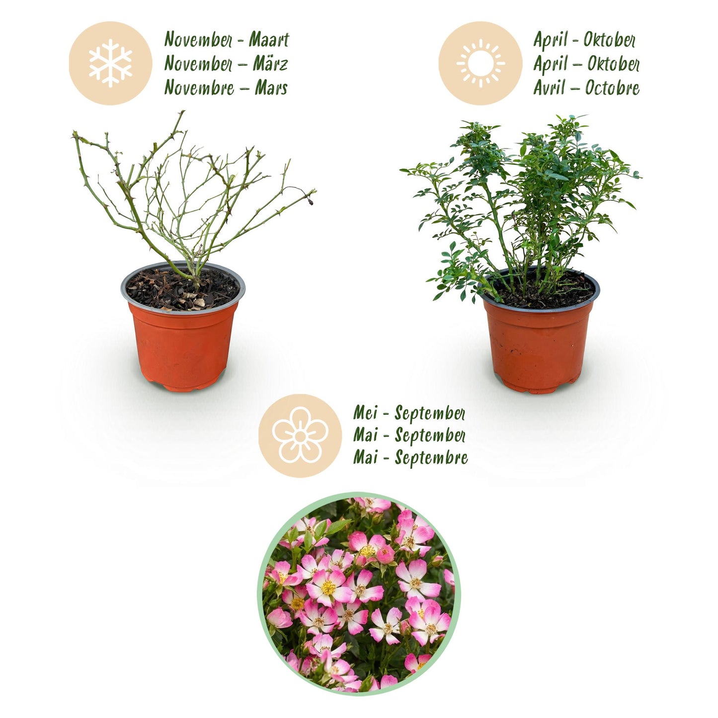 🌸 Rosa 'Cutie Pie' | Compacte Roze Rozen voor Tuin & Balkon (3 stuks)