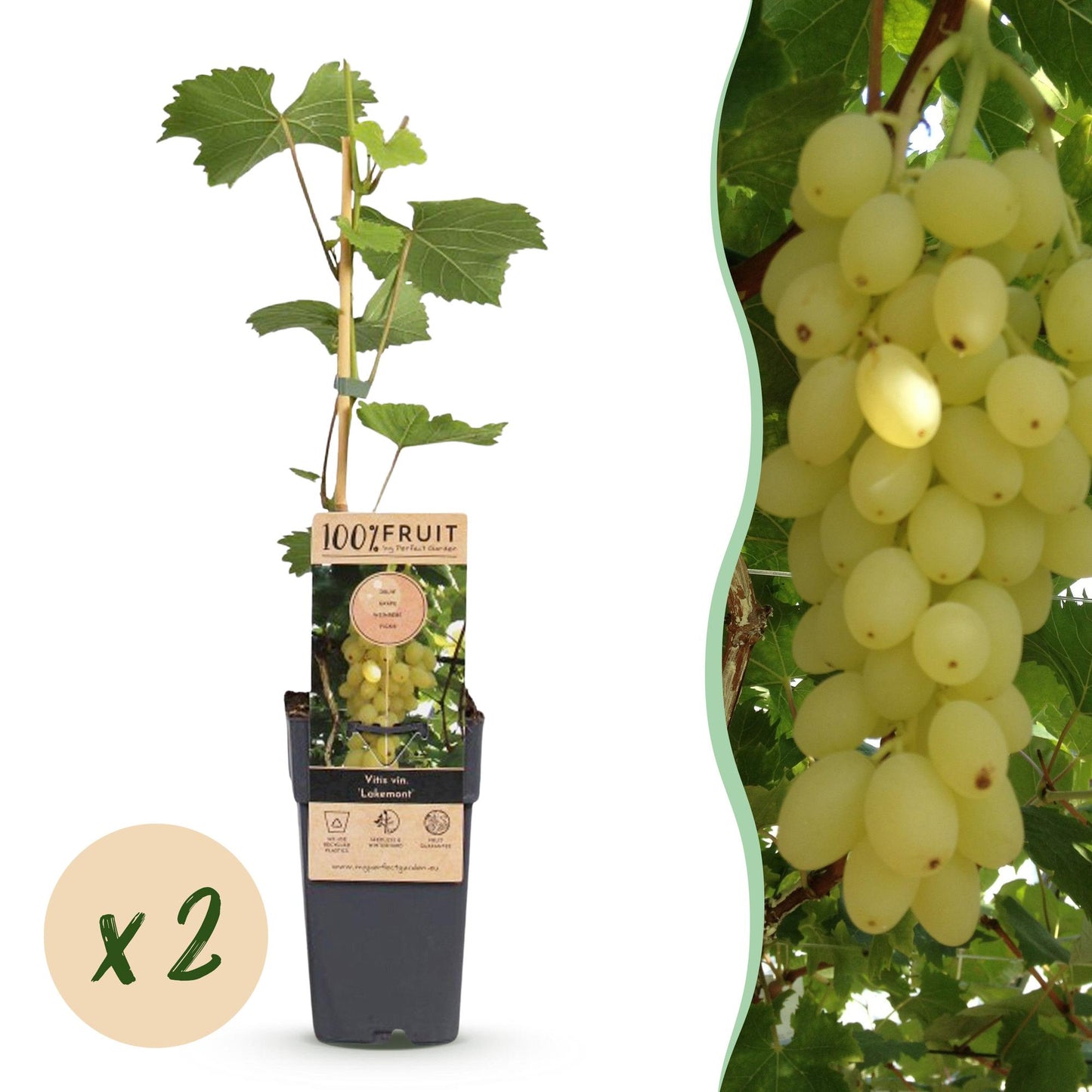 🍇 Vitis vinifera 'Lakemont' – Goudgele Pitloze Druif (2 Stuks)