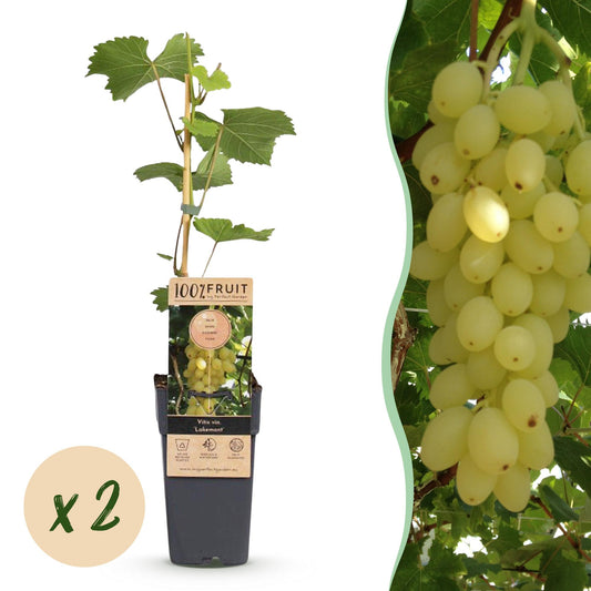 🍇 Vitis vinifera 'Lakemont' – Goudgele Pitloze Druif (2 Stuks)