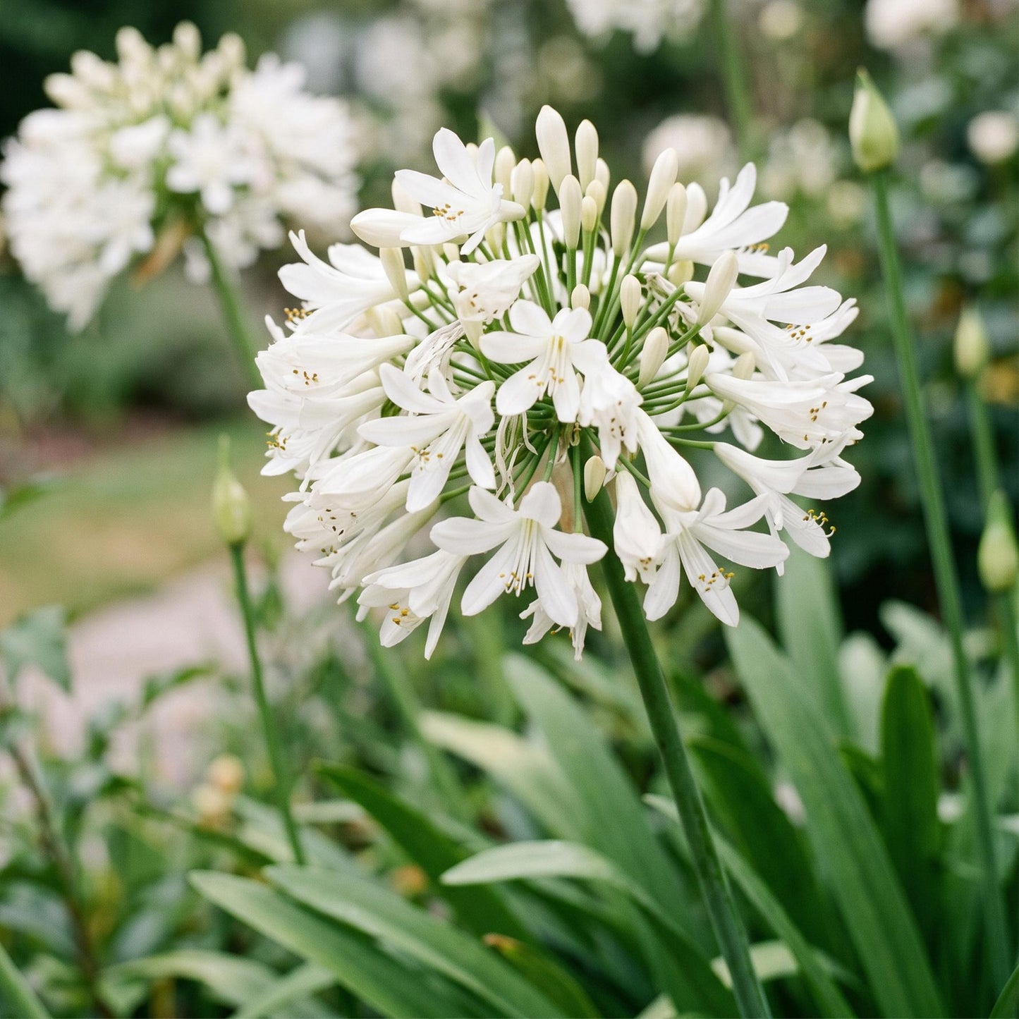 🌿 Agapanthus africanus 'Albus' – Witte Afrikaanse Lelie | 3 stuks