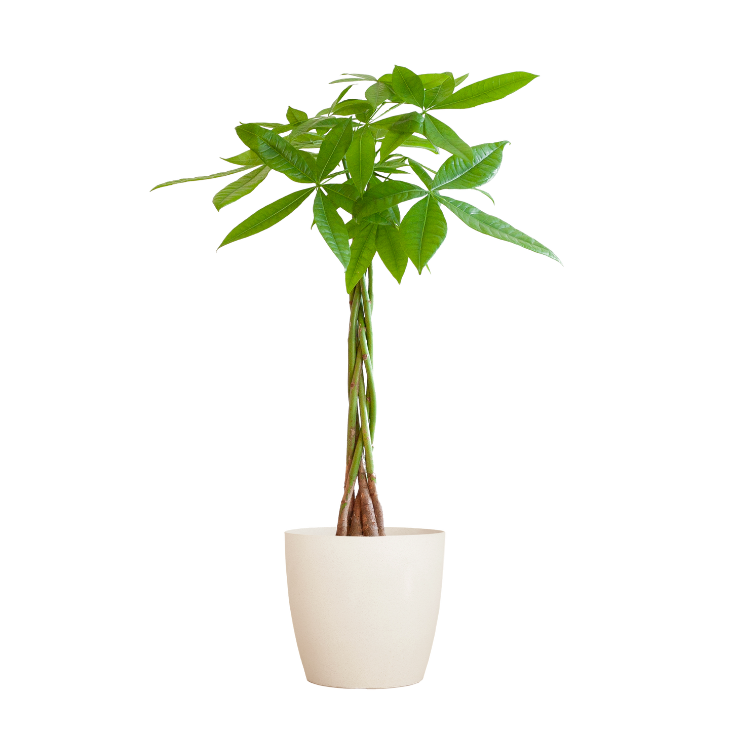 💰 Pachira Aquatica – Geluksboom met Vibers Pot Wit