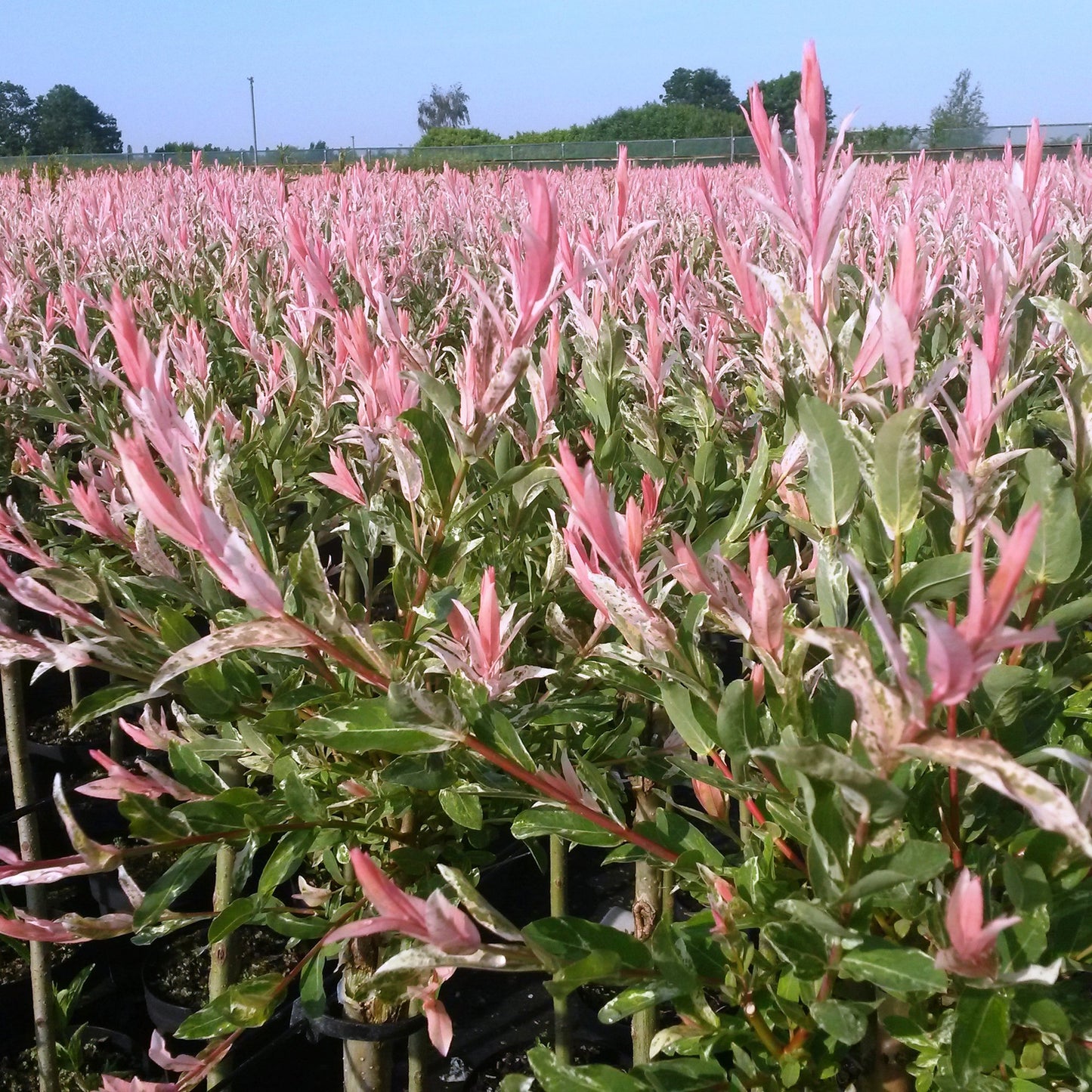 🌿 Salix Flamingo – Bonte Wilg
