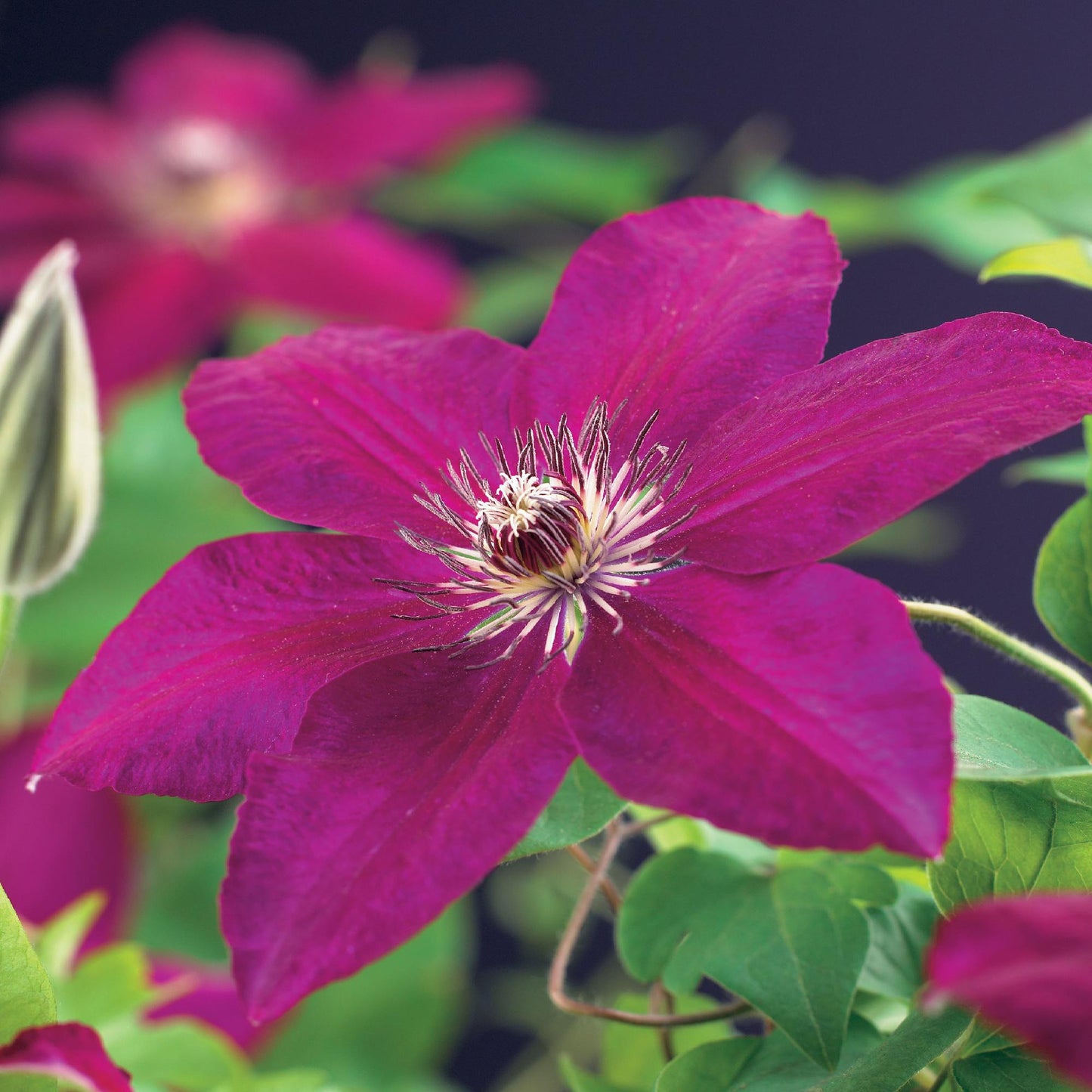 ❤️ Clematis ‘Westerplatte’ – Klimplant (2 Stuks)