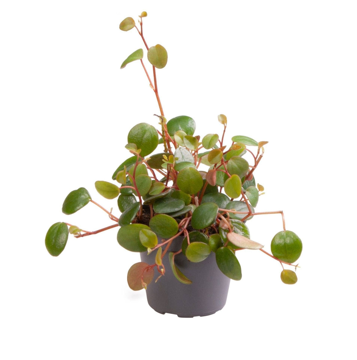 🌿 Peperomia ‘Pepperspot’ – Groene hangplant met rode stengels