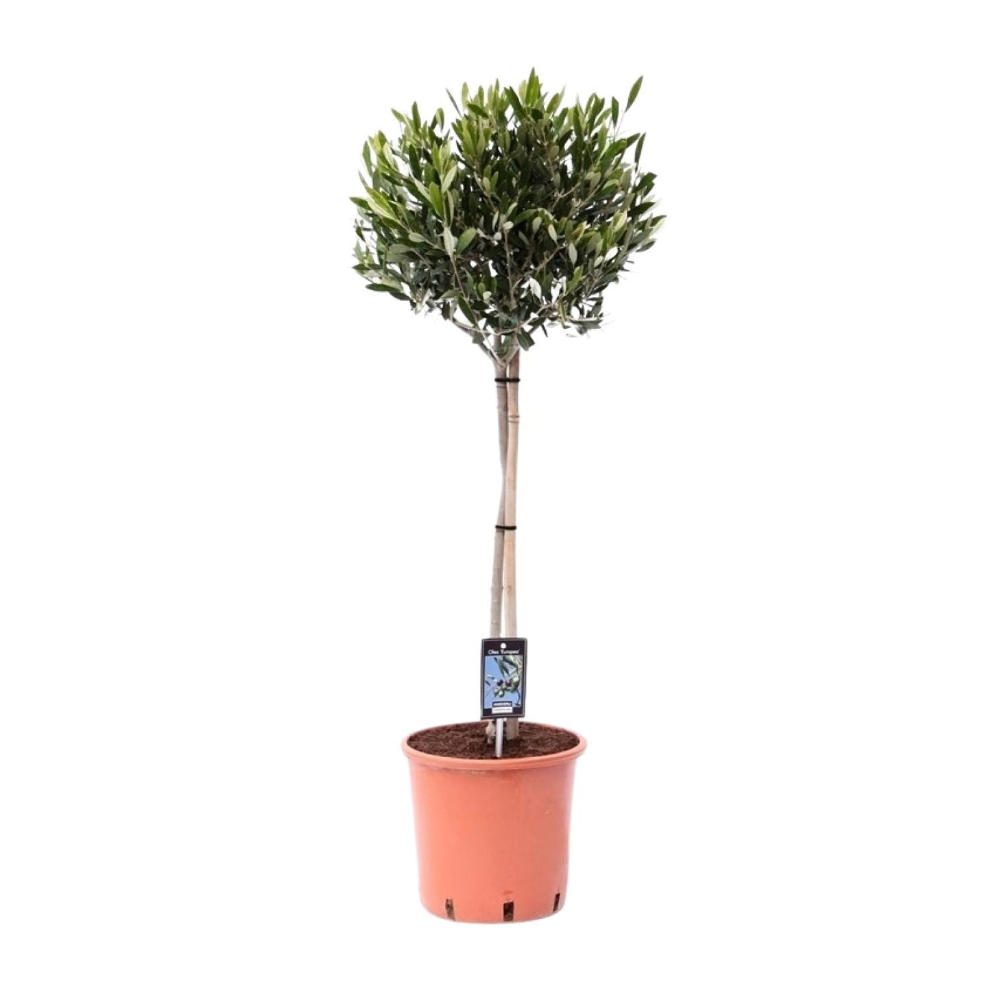 🌳 Olea europaea – Mediterrane Olijfboom