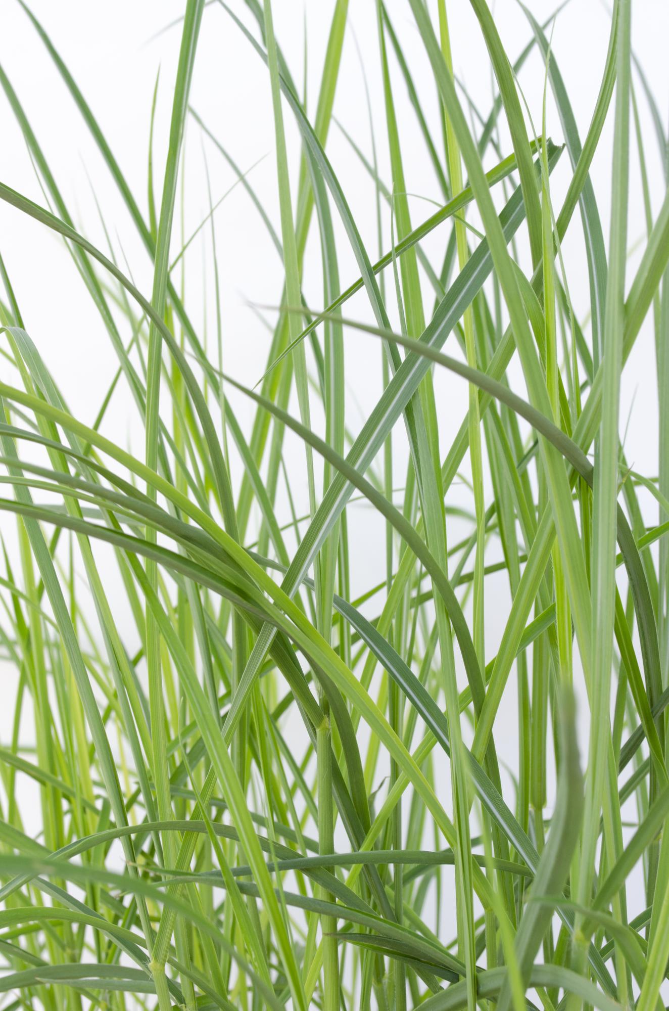 🌾 Miscanthus sinensis ‘Ferner Osten’ – Prachtsiergras met Rode Pluimen