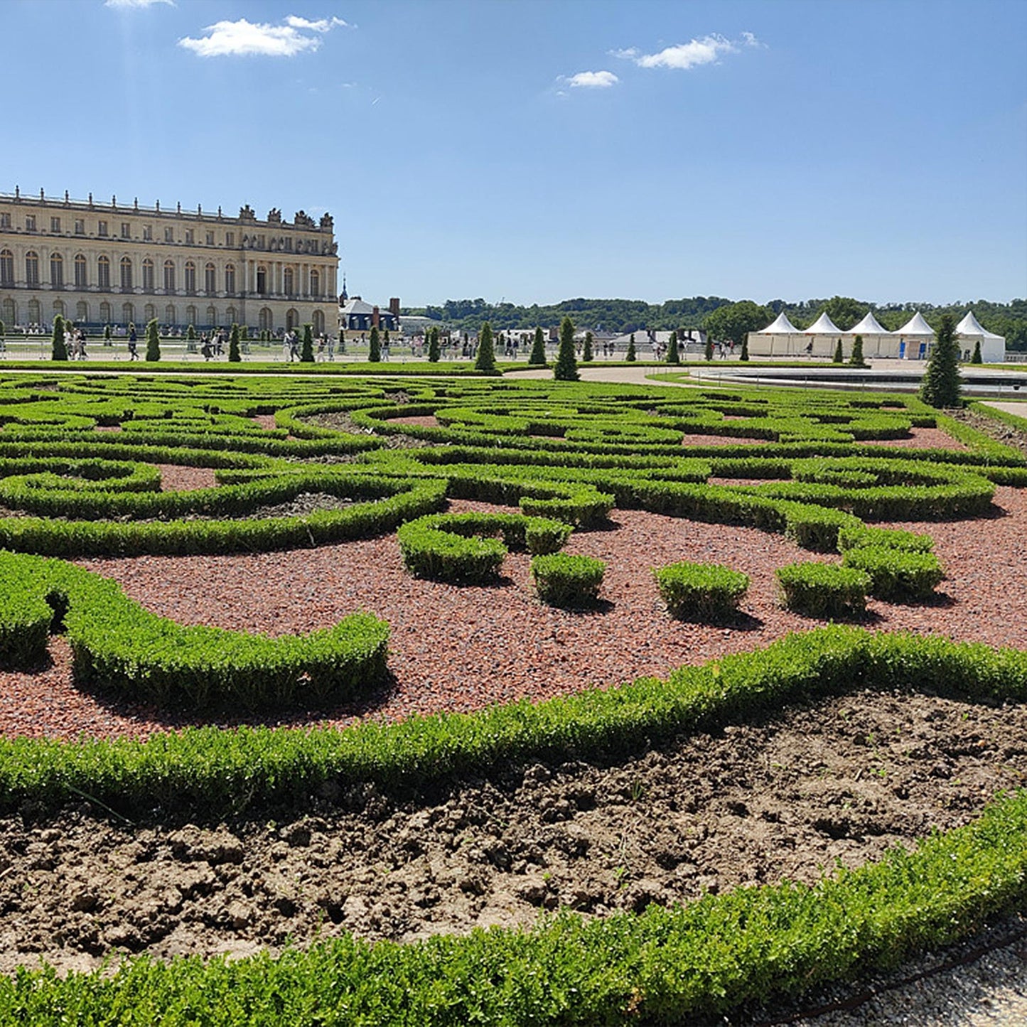 🌿 BetterBuxus ‘Skylight’ | Sterke Buxus Bol (2 Stuks)