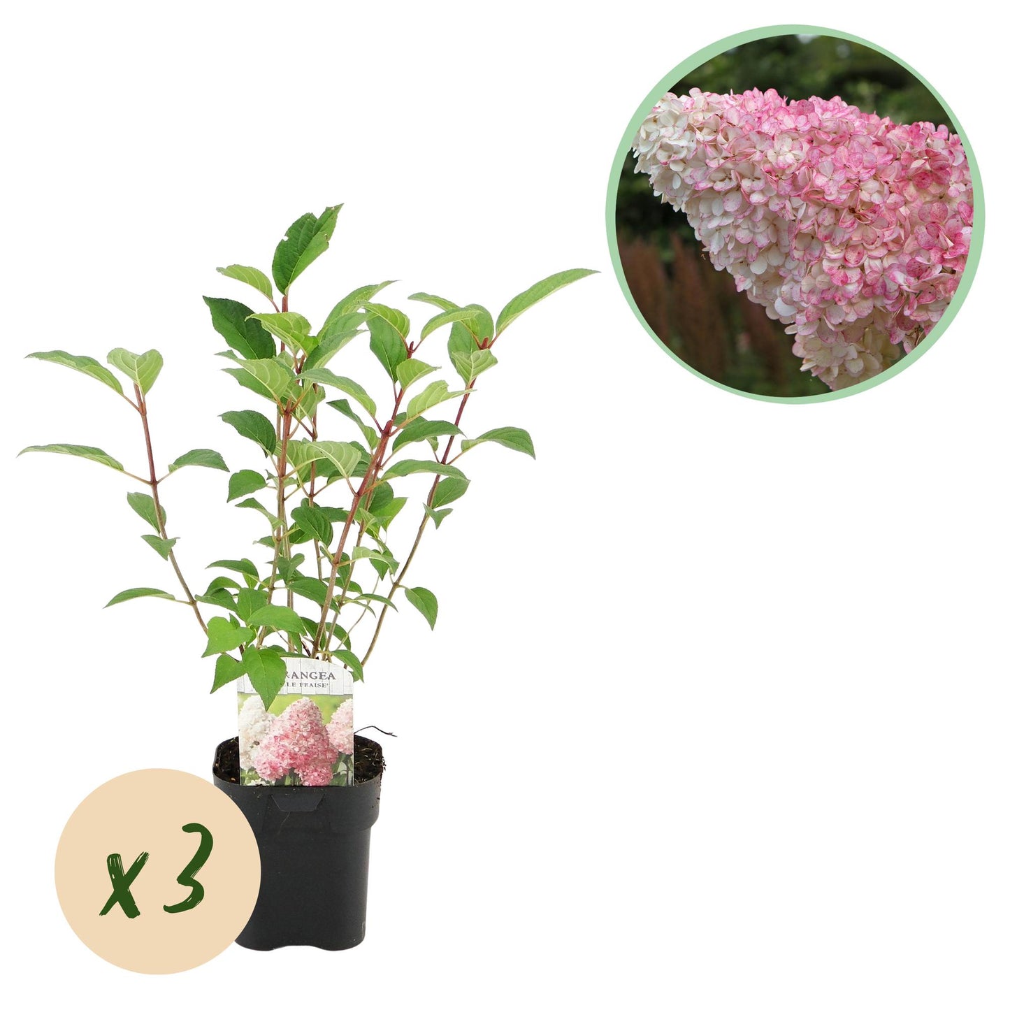 🌸 Hydrangea paniculata ‘Vanille Fraise’ – Pluimhortensia | (3 stuks)