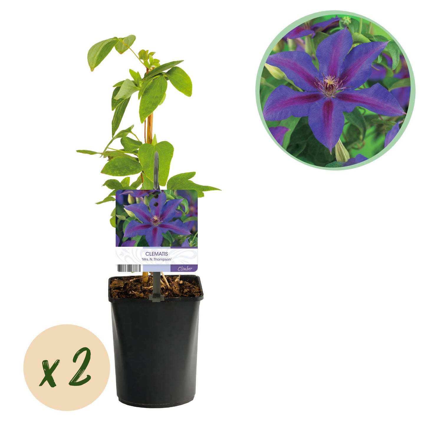 🌸 Clematis ‘Mrs. N. Thompson’ – Klimplant (2 Stuks)