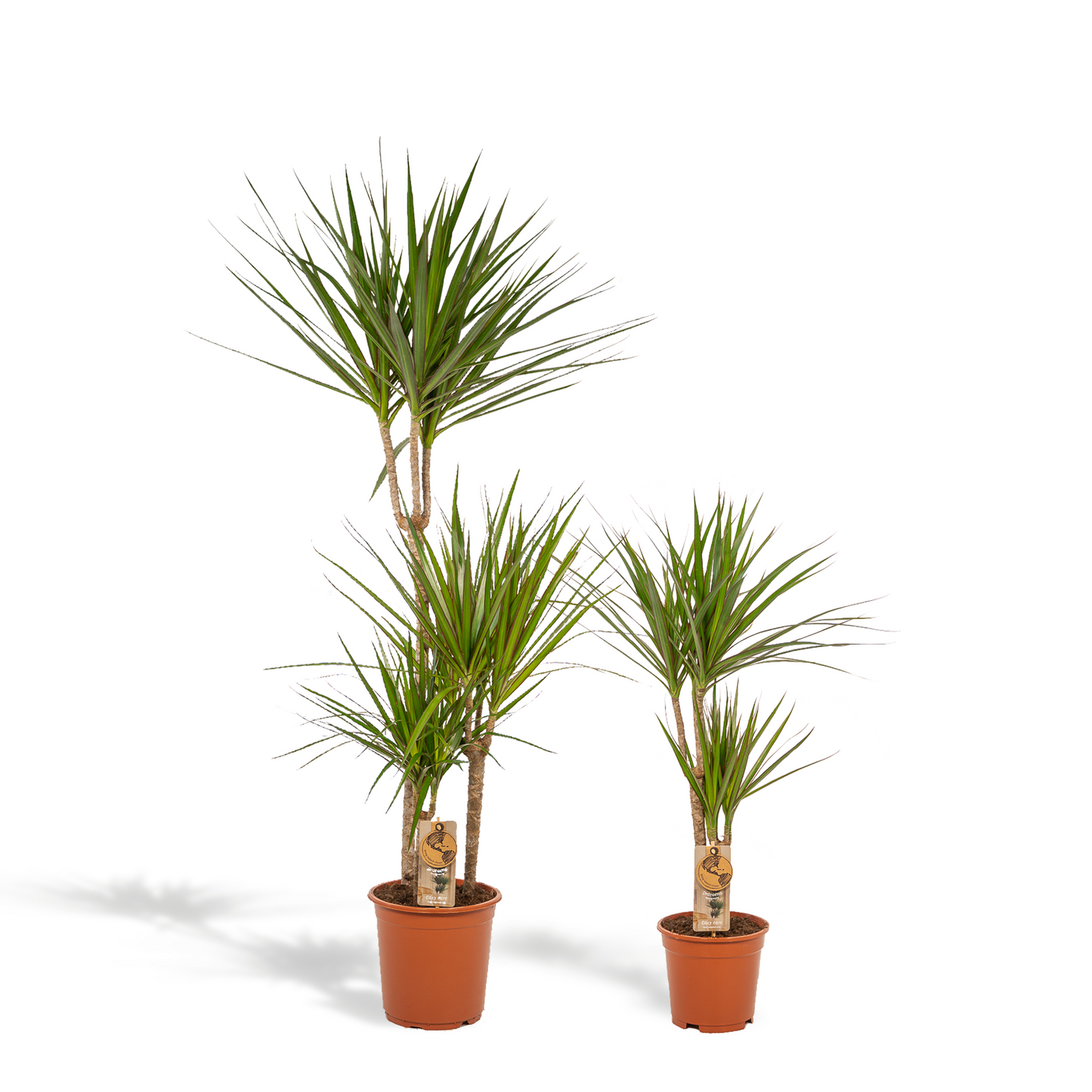 🌴 Dracaena Duo