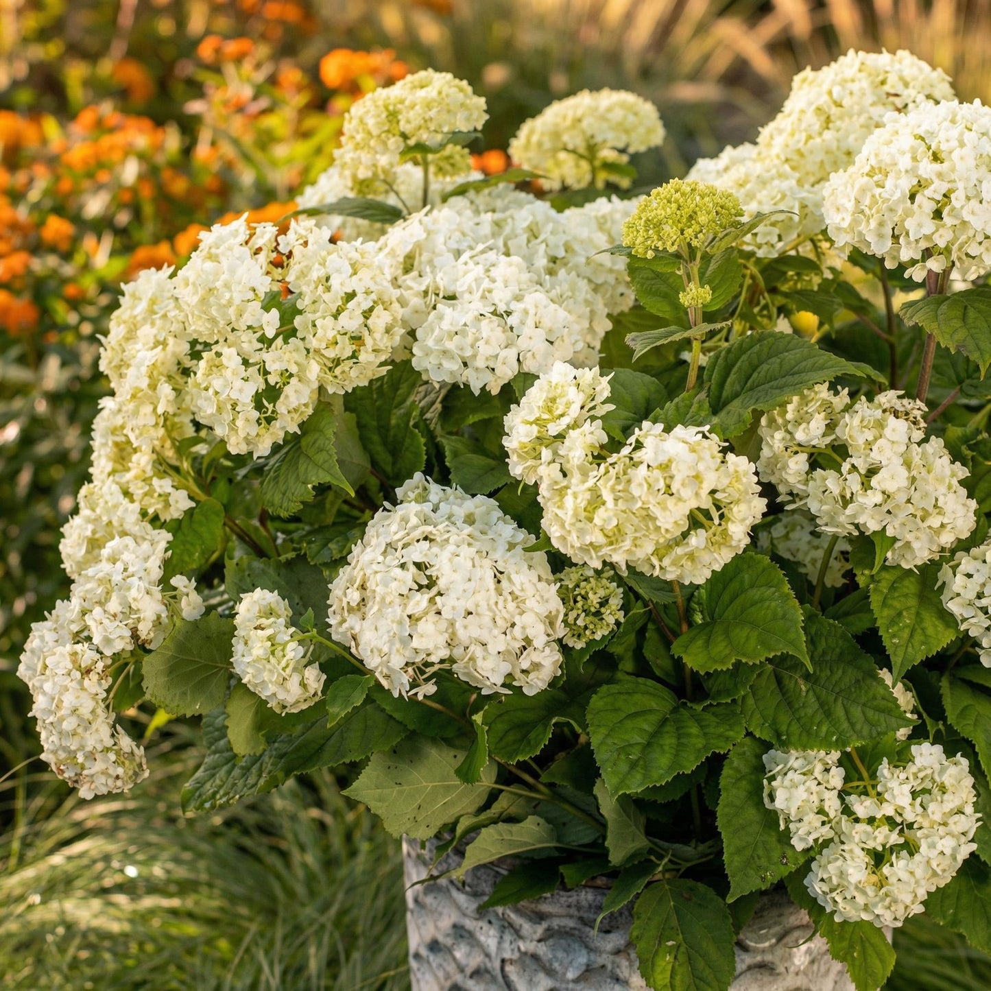 🤍 Hydrangea arborescens ‘FlowerWOW’ – Witte Hortensia