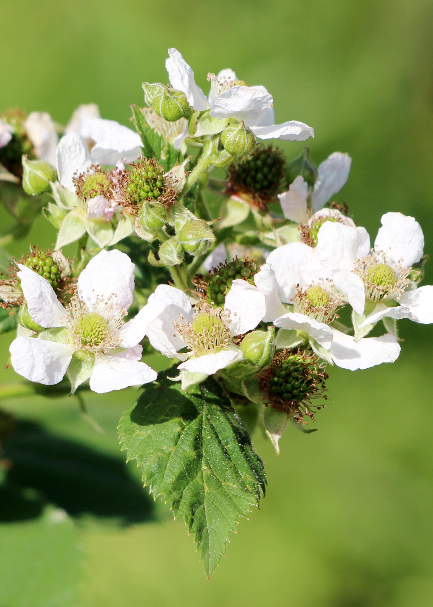 🍓 Rubus idaeus ‘Malling Promise’ – Framboos (BIO)
