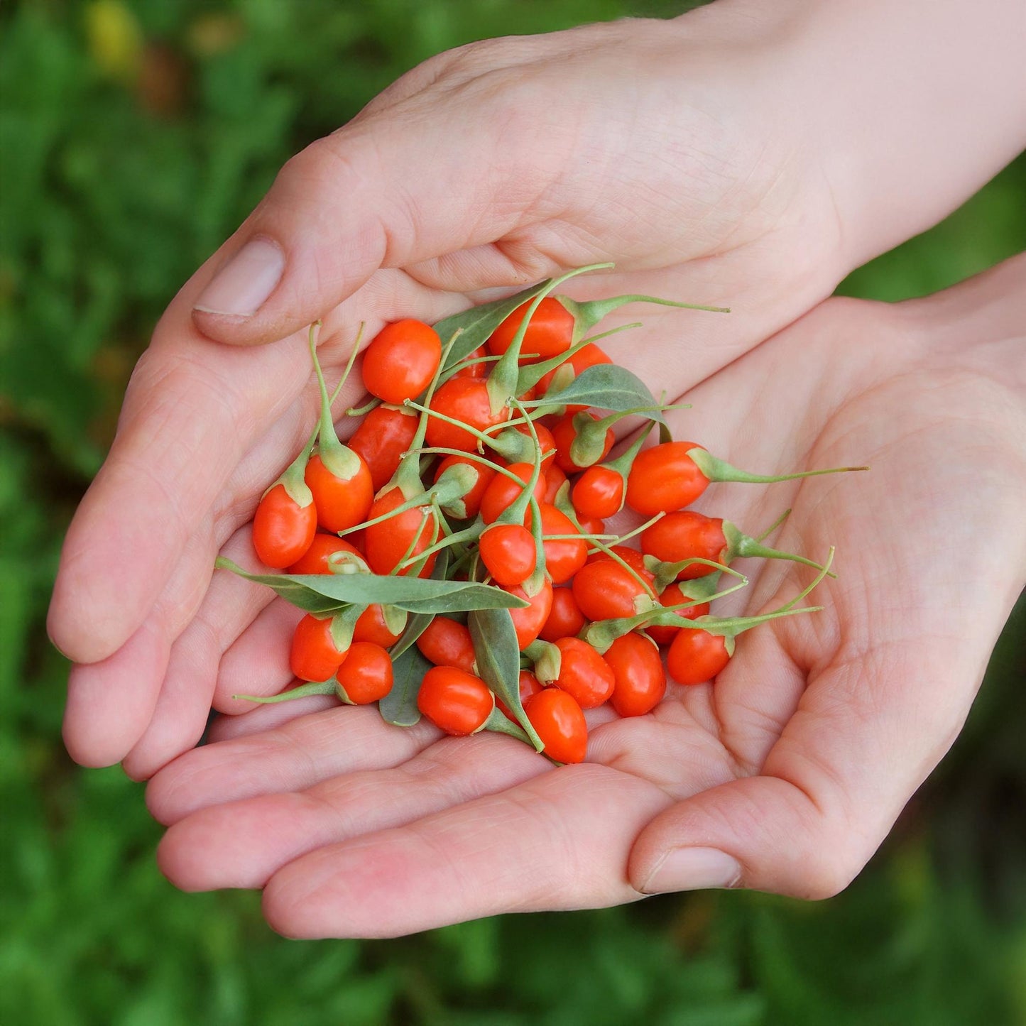 🍊 Goji Bes – Lycium barbarum | Goji Bessenplanten (6 stuks)