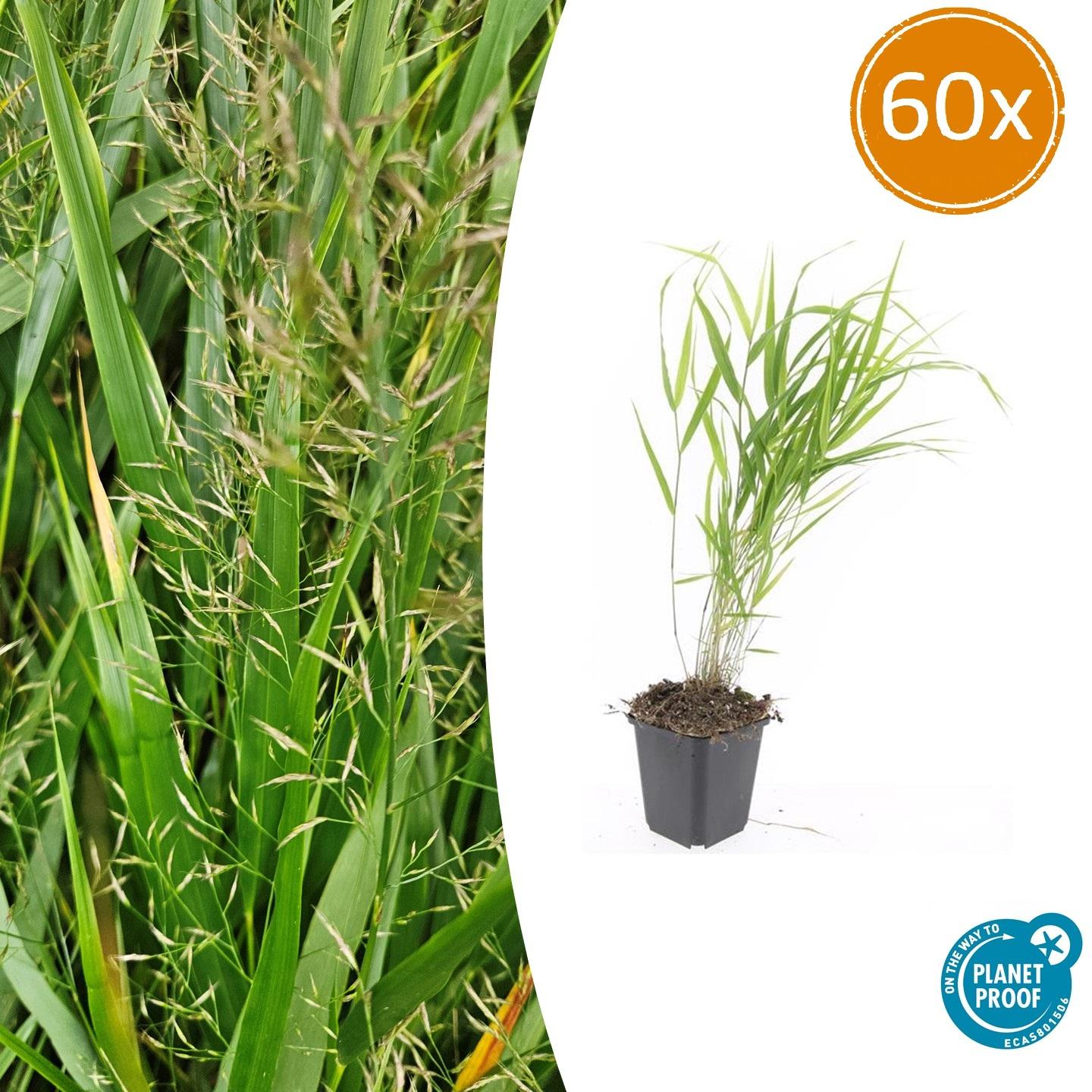 🌾 Hakonechloa macra | Japans Berggras (60 Stuks)