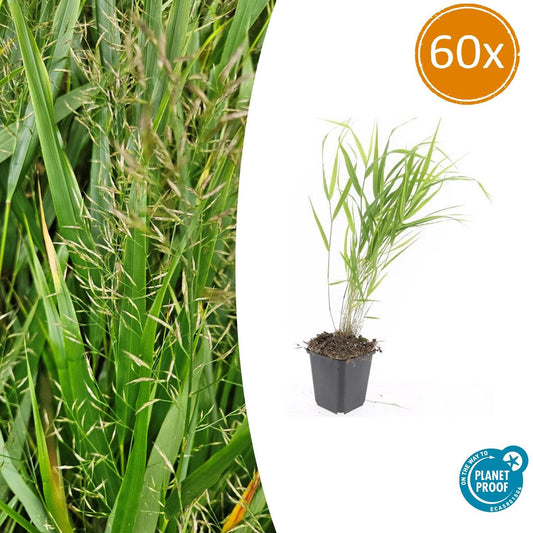 🌾 Hakonechloa macra | Japans Berggras (60 Stuks)