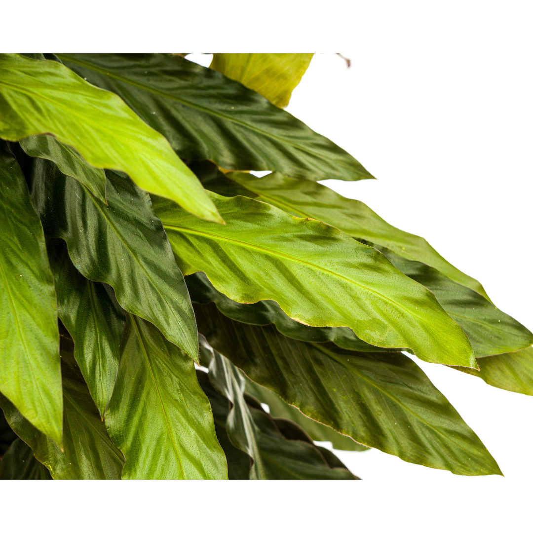 🌿 Calathea Rufibarba