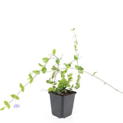 48x Vinca minor ‘Blue and Gold’ – Bodembedekker – ↕10-25 cm – Ø9 cm