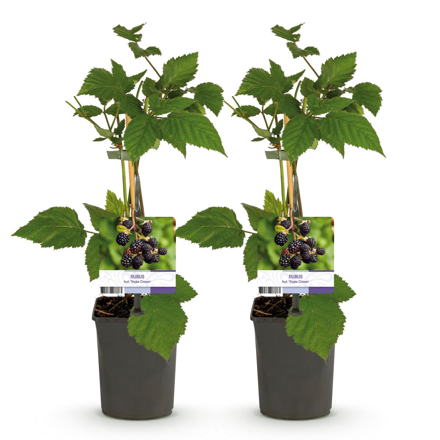🍇 Rubus fruticosus ‘Triple Crown’ – Doornloze Braam (2 Stuks)