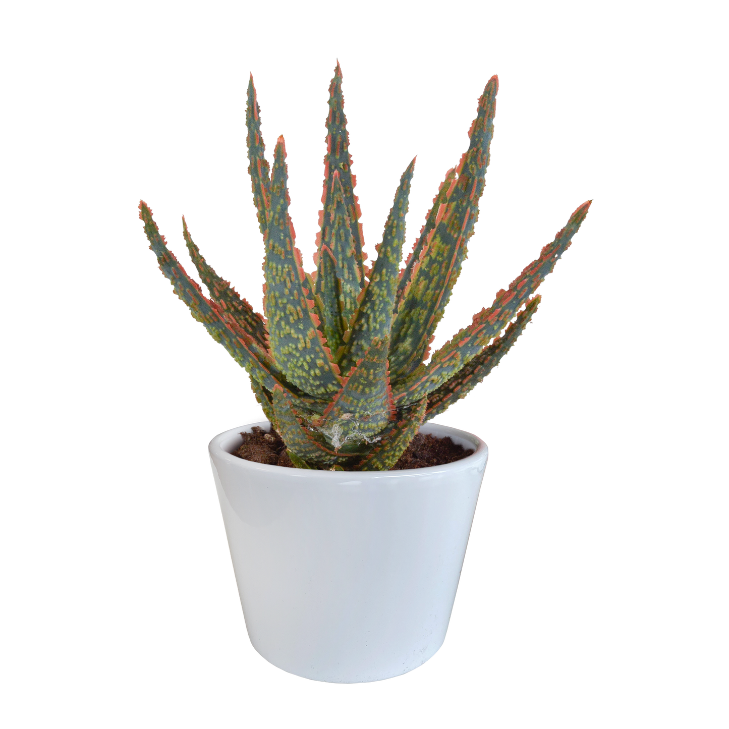 🌵 Aloë zebrina ‘Dannyz’ –  Witte pot