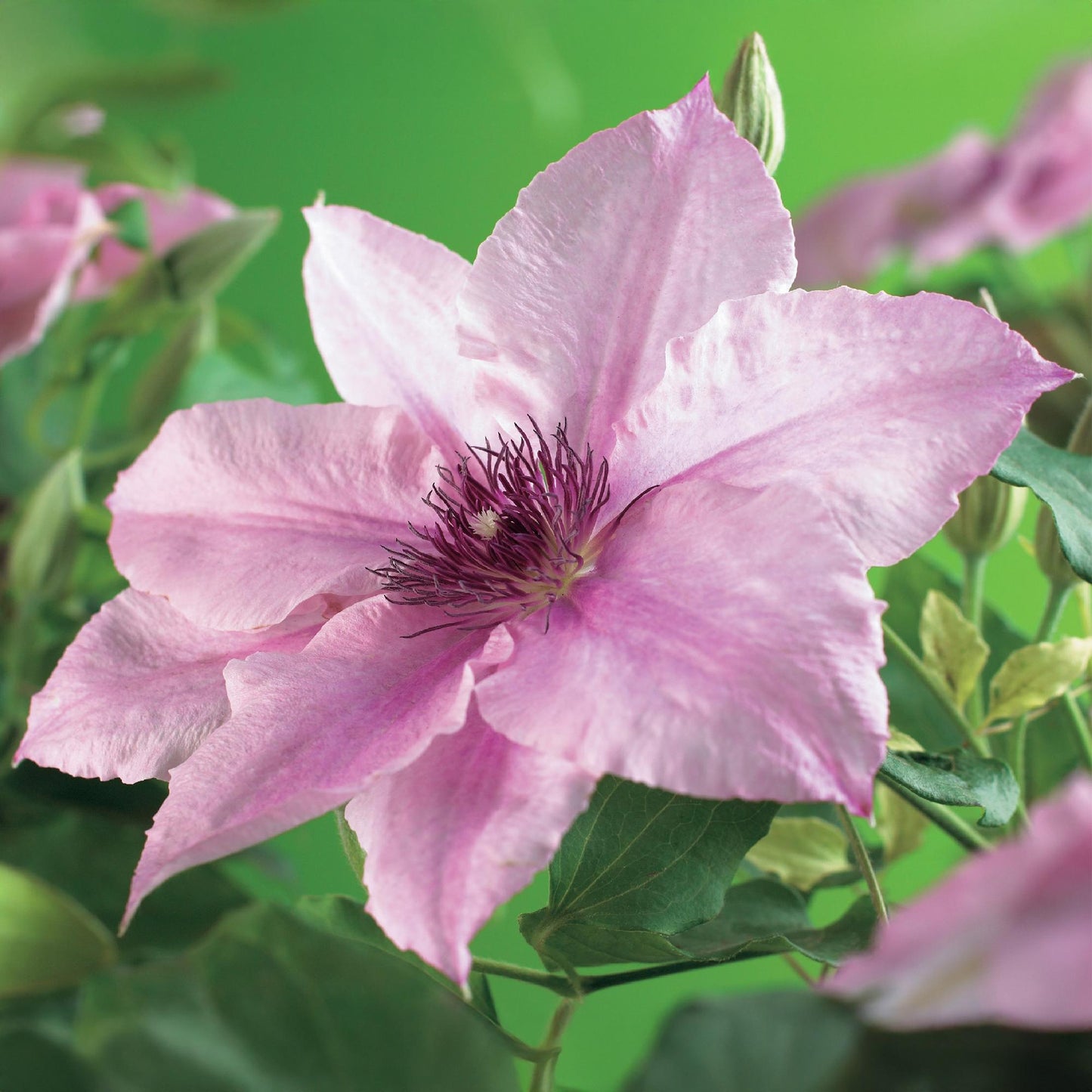 🌸 Clematis ‘Pink Fantasy’ – Klimplant (2 Stuks)