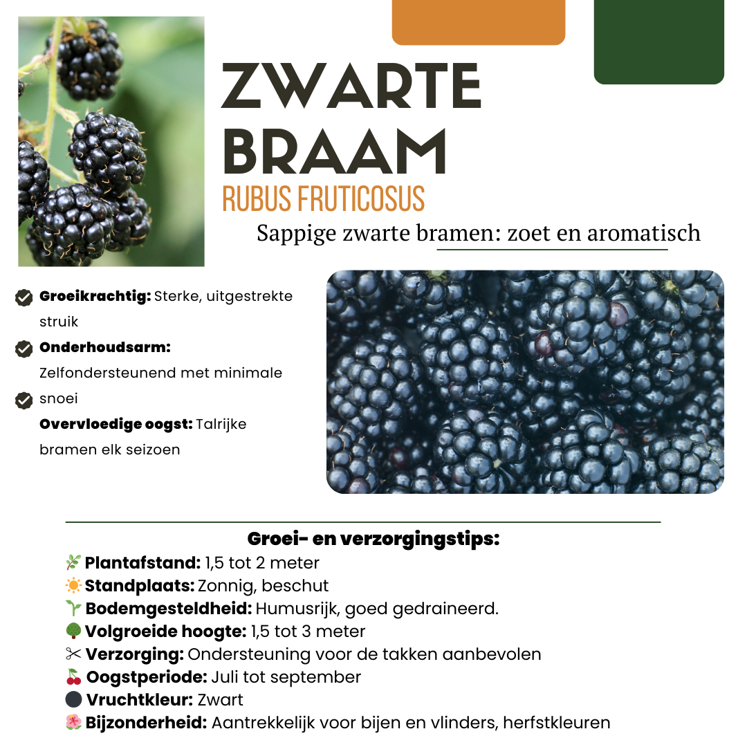 🍇 BIO Bramen (3 Stuks)