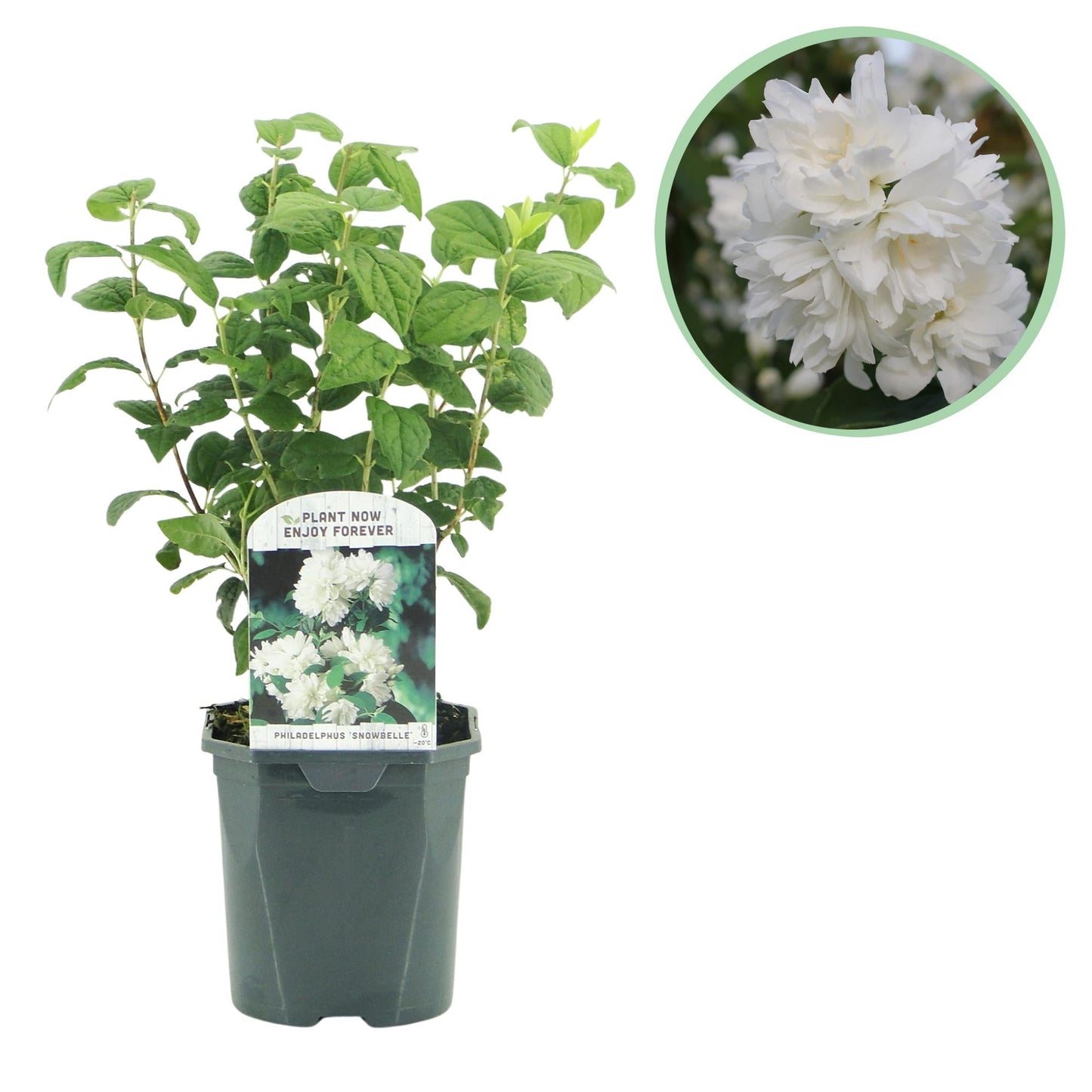 🤍 Philadelphus ‘Snowbelle’ – Boerenjasmijn
