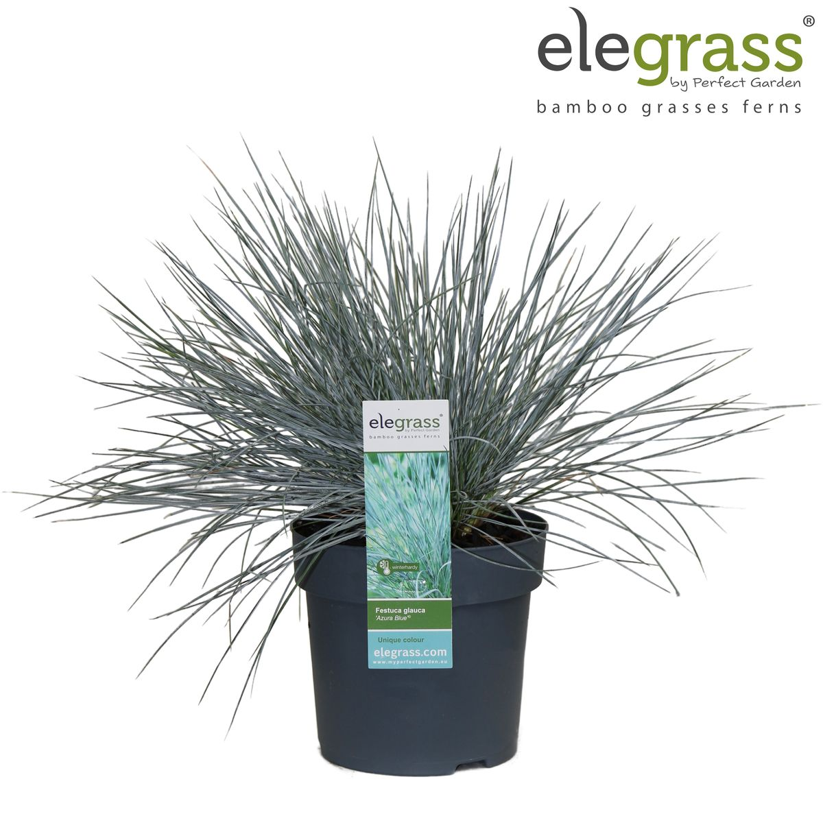 💙 Festuca glauca ‘Azura Blue’ – Blauw Siergras