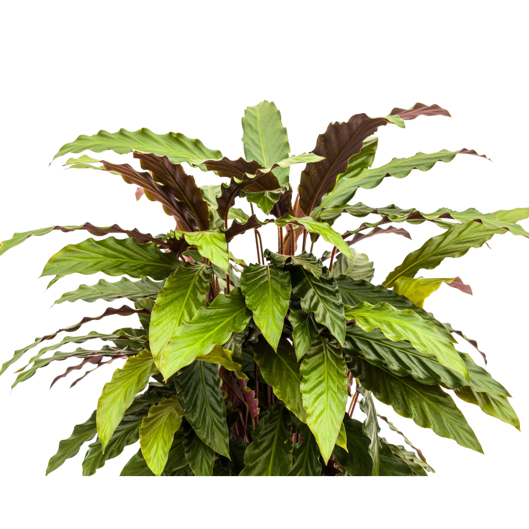 🌿 Calathea Rufibarba