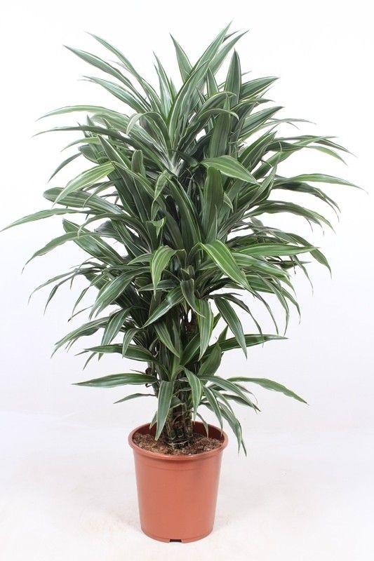 🌿 Dracaena Warneckei | Luchtzuiverende Kamerplant