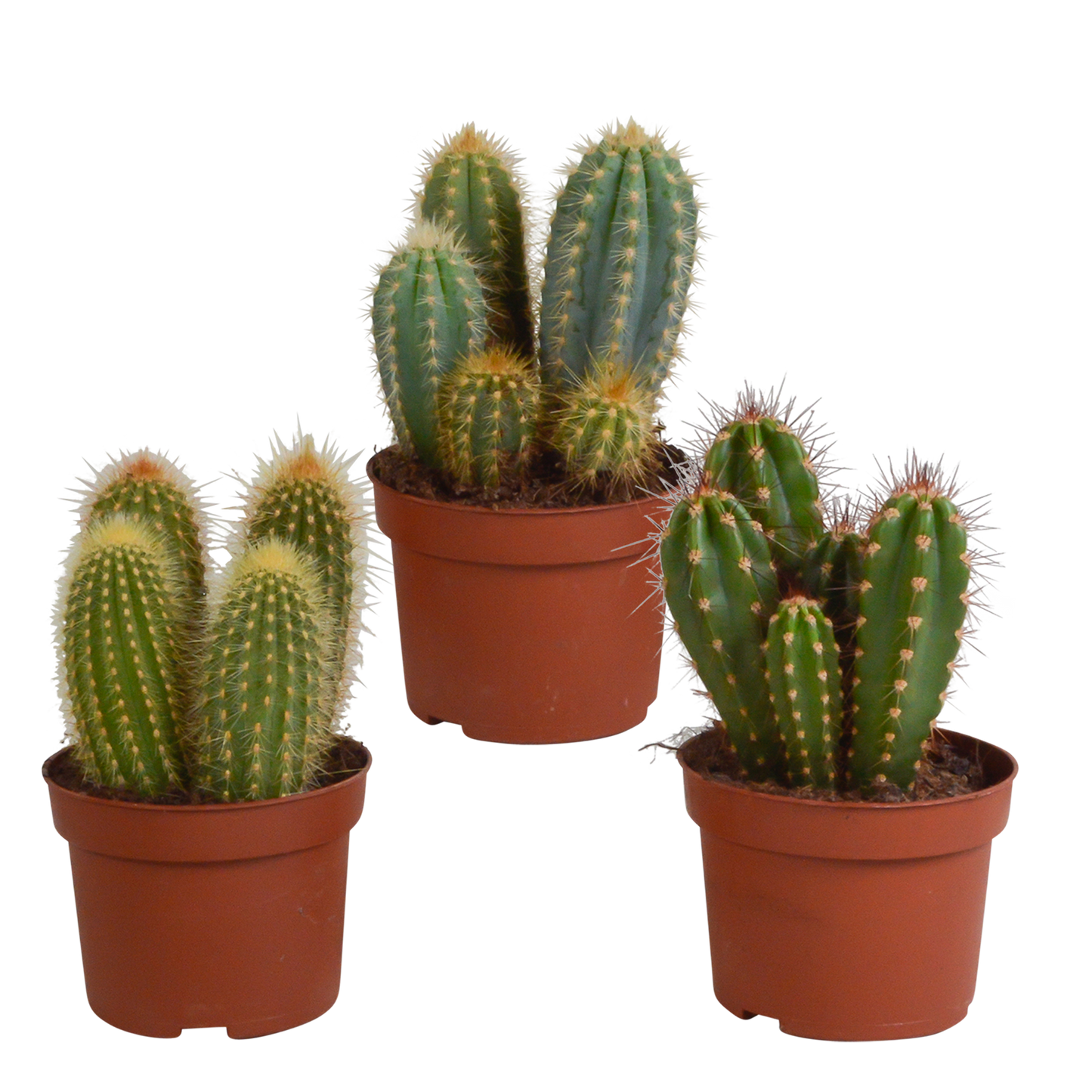 🌵 Cereus Mix – Set van 3 Cactussen – Ø10,5cm – Zonder pot – Stoer & Onderhoudsarm