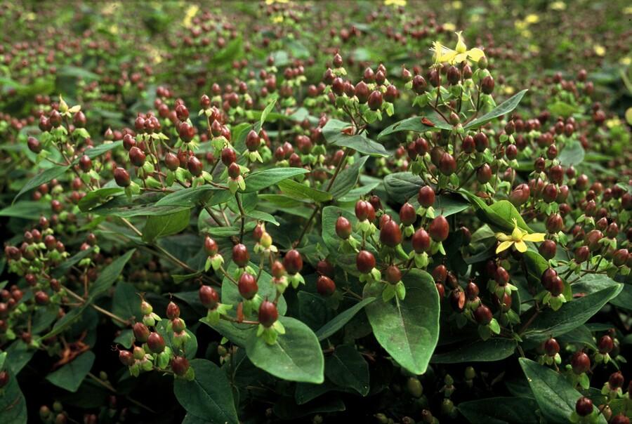 🌼 Hypericum inodorum ‘Rheingold’ – Hertshooi (6 Stuks)