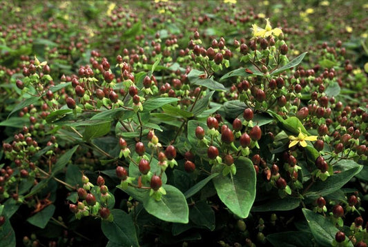 🌼 Hypericum inodorum ‘Rheingold’ – Hertshooi (6 Stuks)