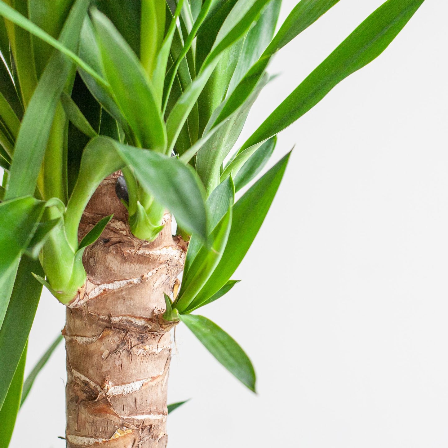 🌿 Dracaena ‘Janet Lindt’ – Groenblijver met Vibers Pot Wit