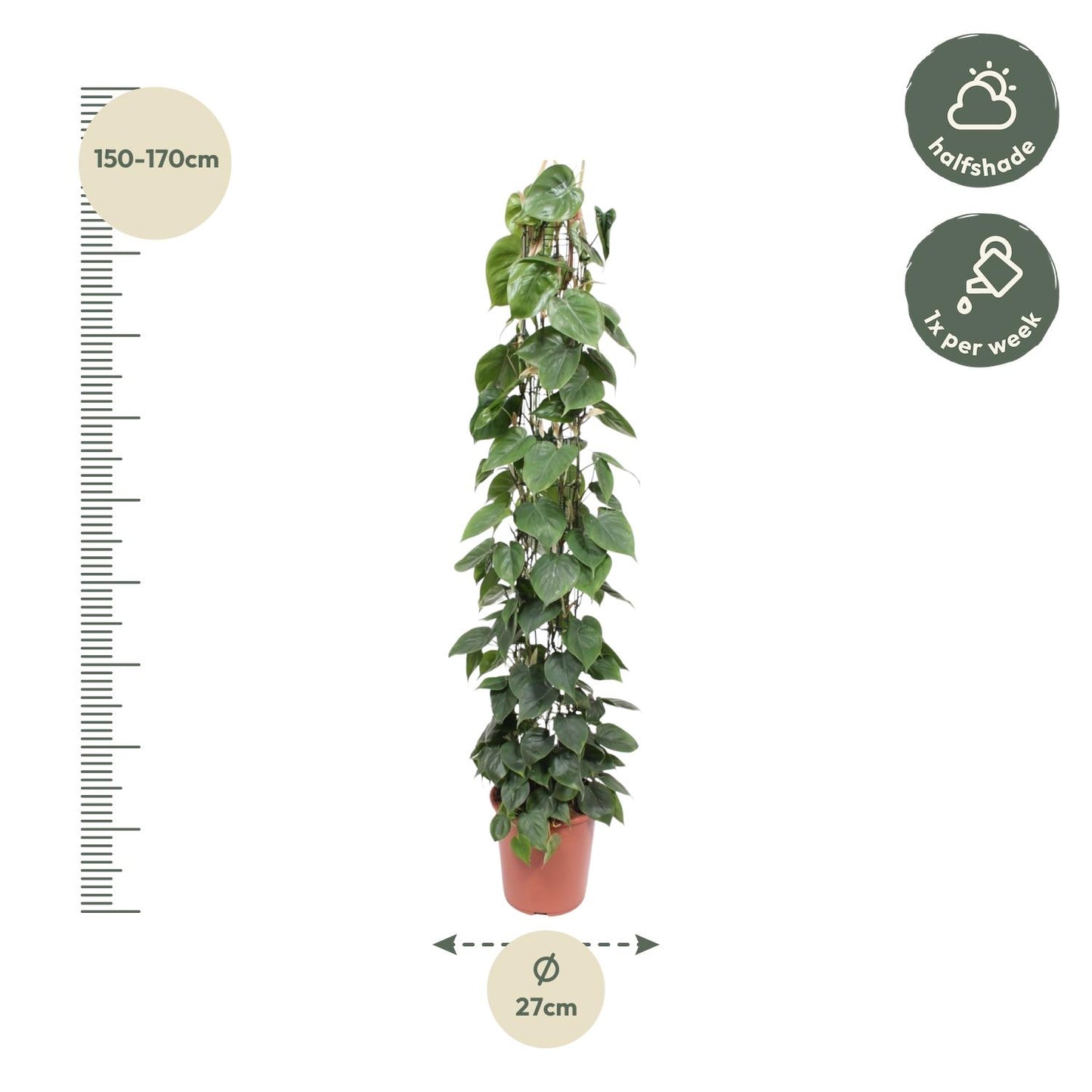 🌿 Philodendron Scandens | Grote Klimplant op Gaasrek