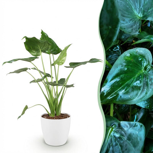 🌿 Alocasia cucullata – Tropische Olifantsoor Kamerplant